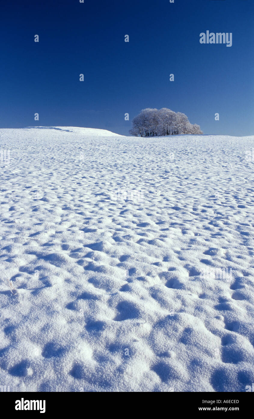 A copse of trees on the horizon of a Winter landscape Stock Photo - Alamy