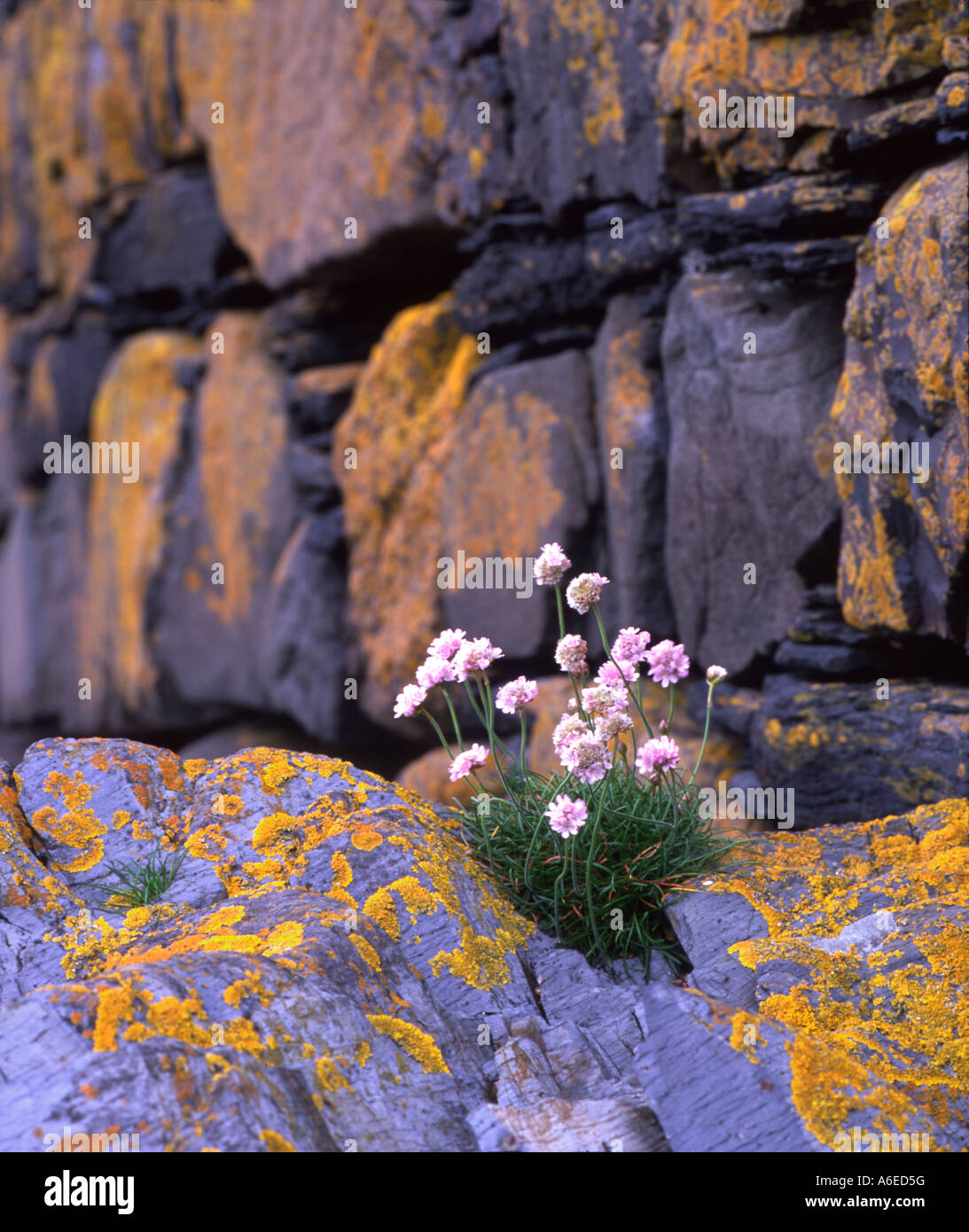 Thrift growing beneath a harbour wall, Easdale, Argyll/ Stock Photo