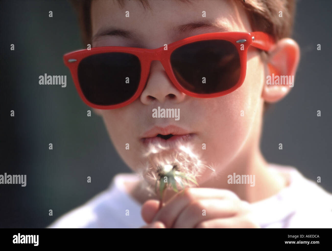 7 yr old boy blowing seeds off dandelion head Stock Photo