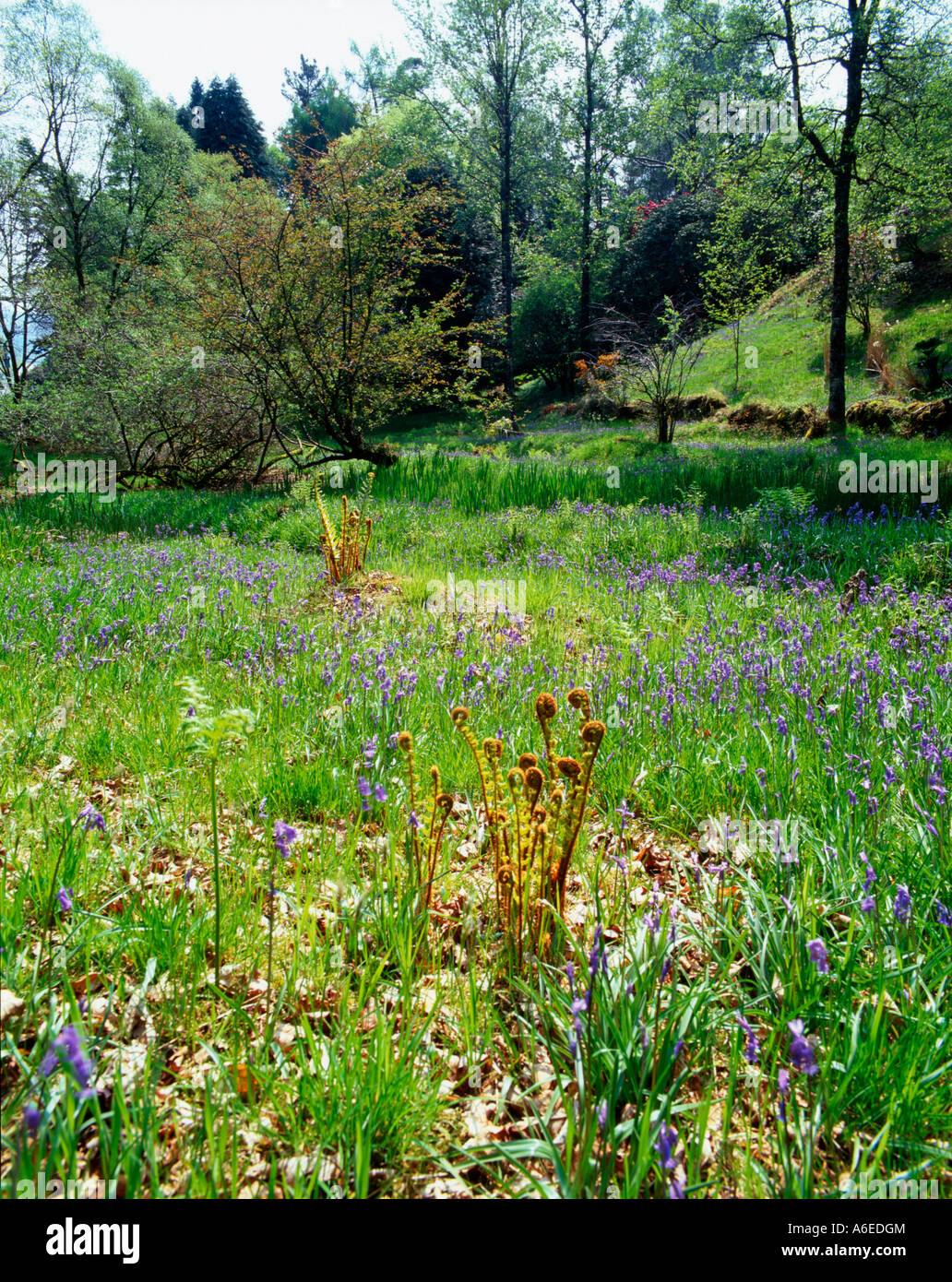 Open woodland, National Trust for Scotland Garden Crarae, Argyll Stock