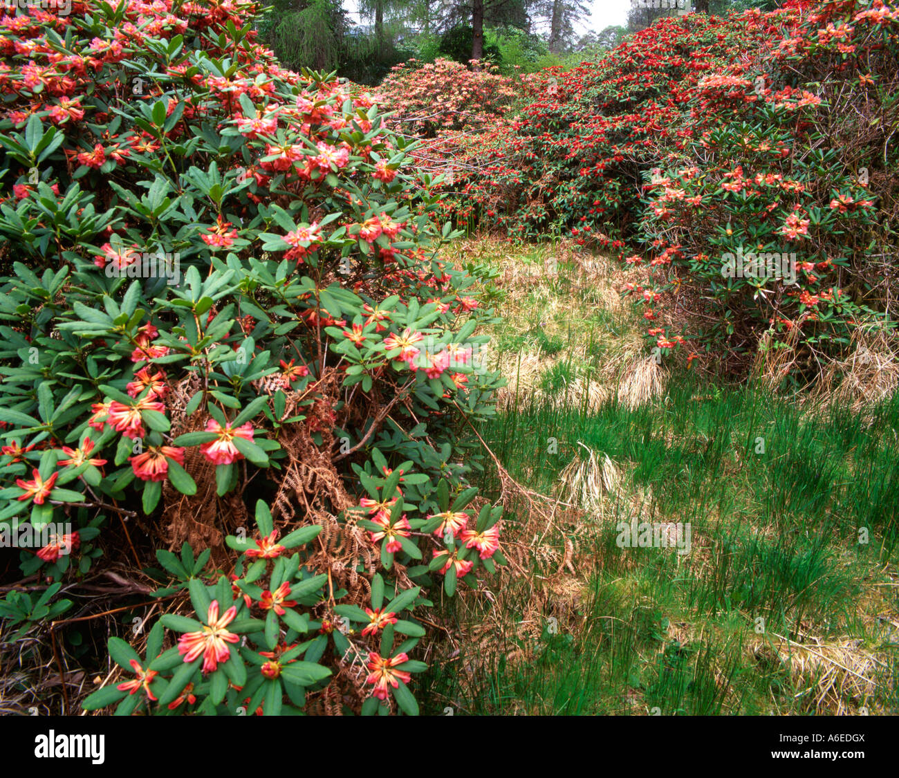 Red Rhododendron England Red rhododendrons in woodland garden hi-res stock photography and ...