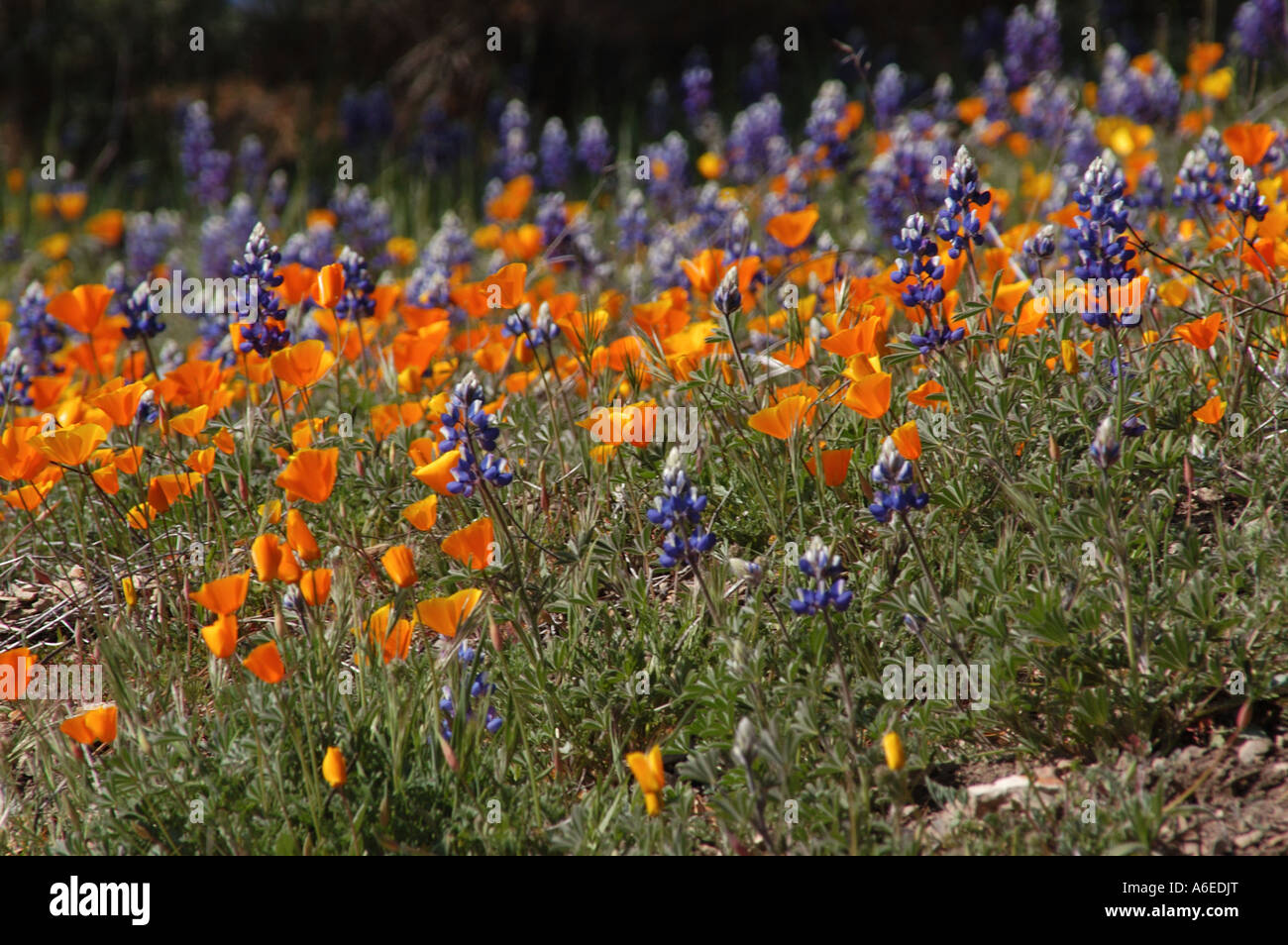 California Wildflowers Stock Photo