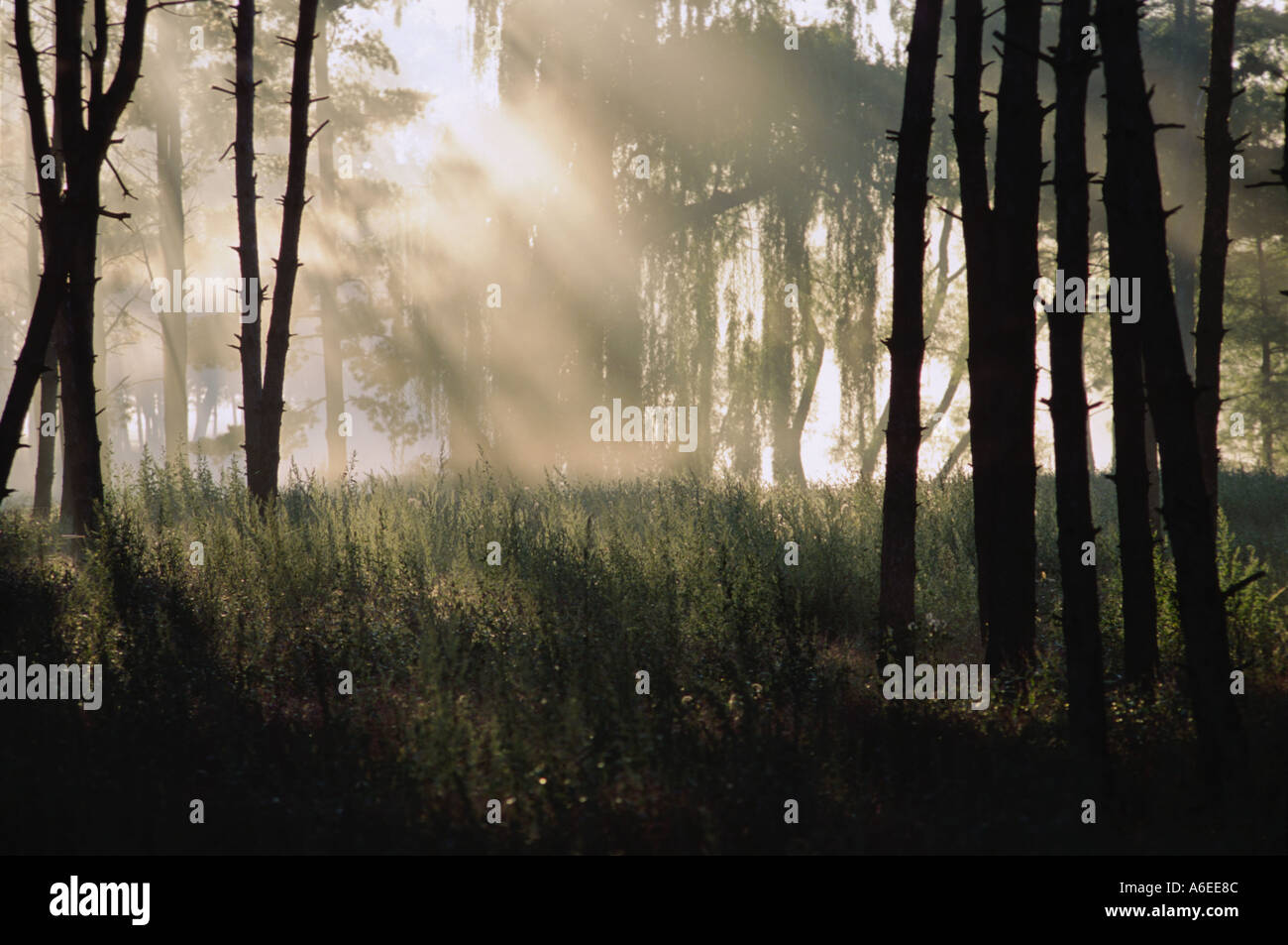 Sunbeams shafts hi-res stock photography and images - Alamy
