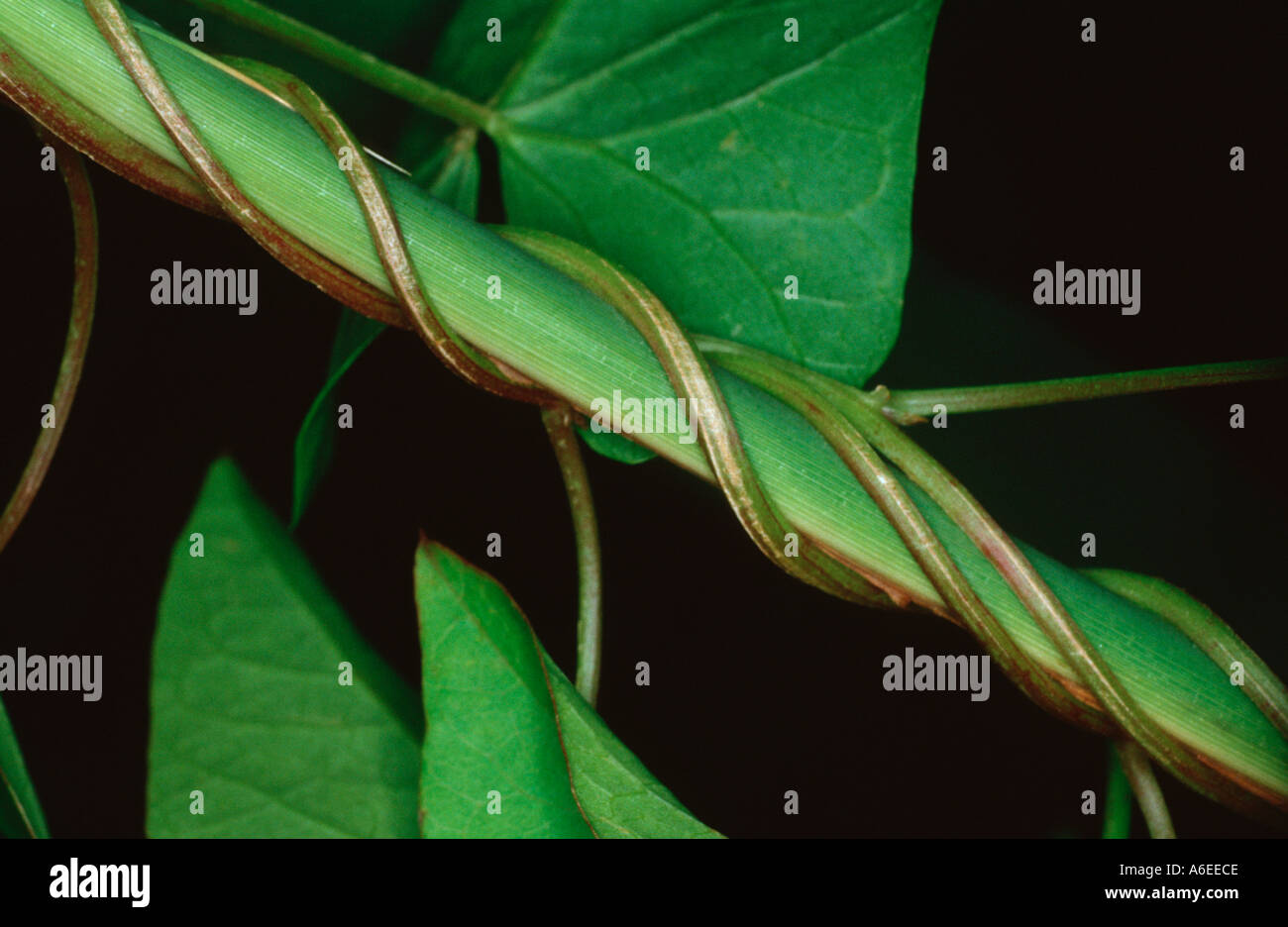 Tendril ivy liana on tender green stem Stock Photo