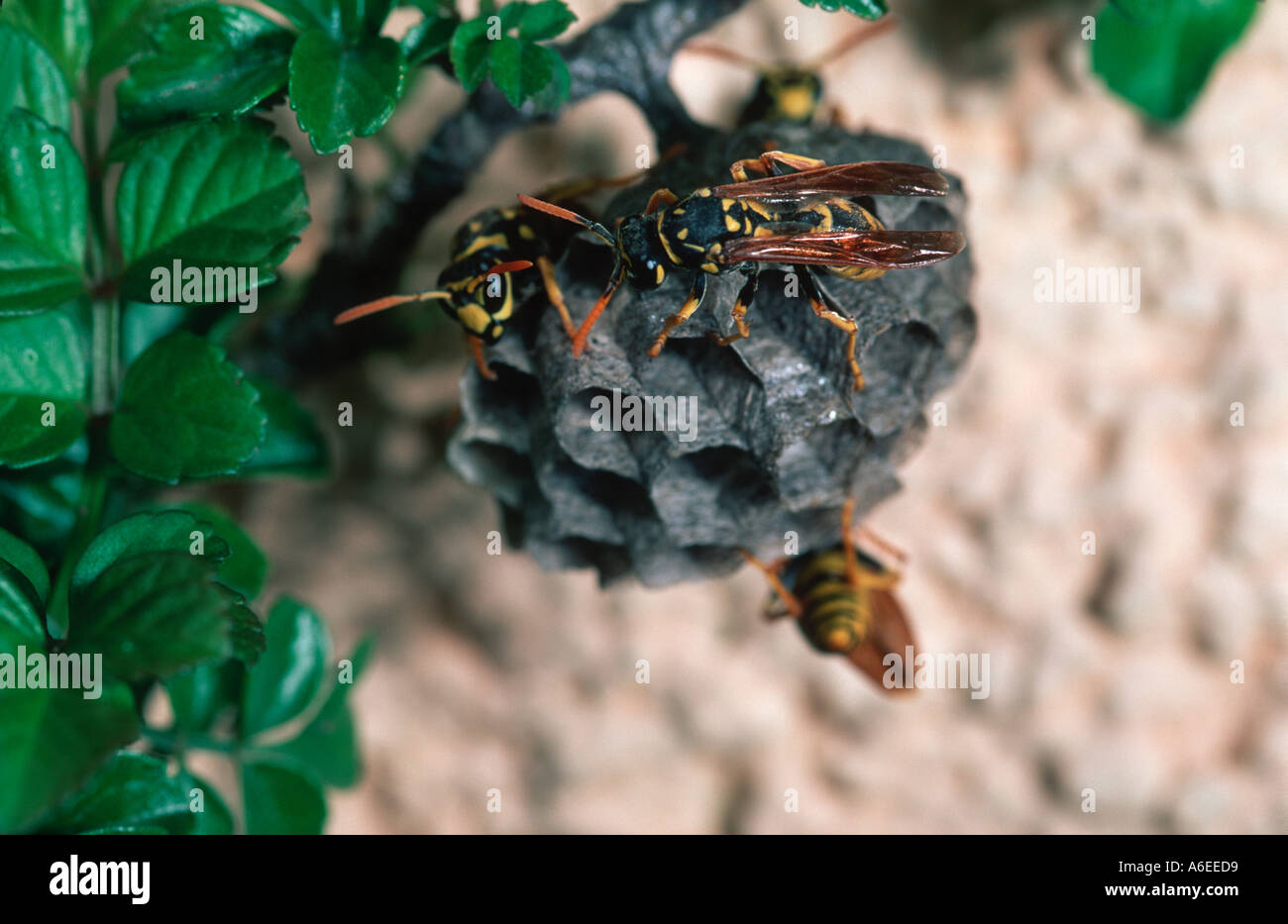 Polistes gallicus paper wasp nest Stock Photo