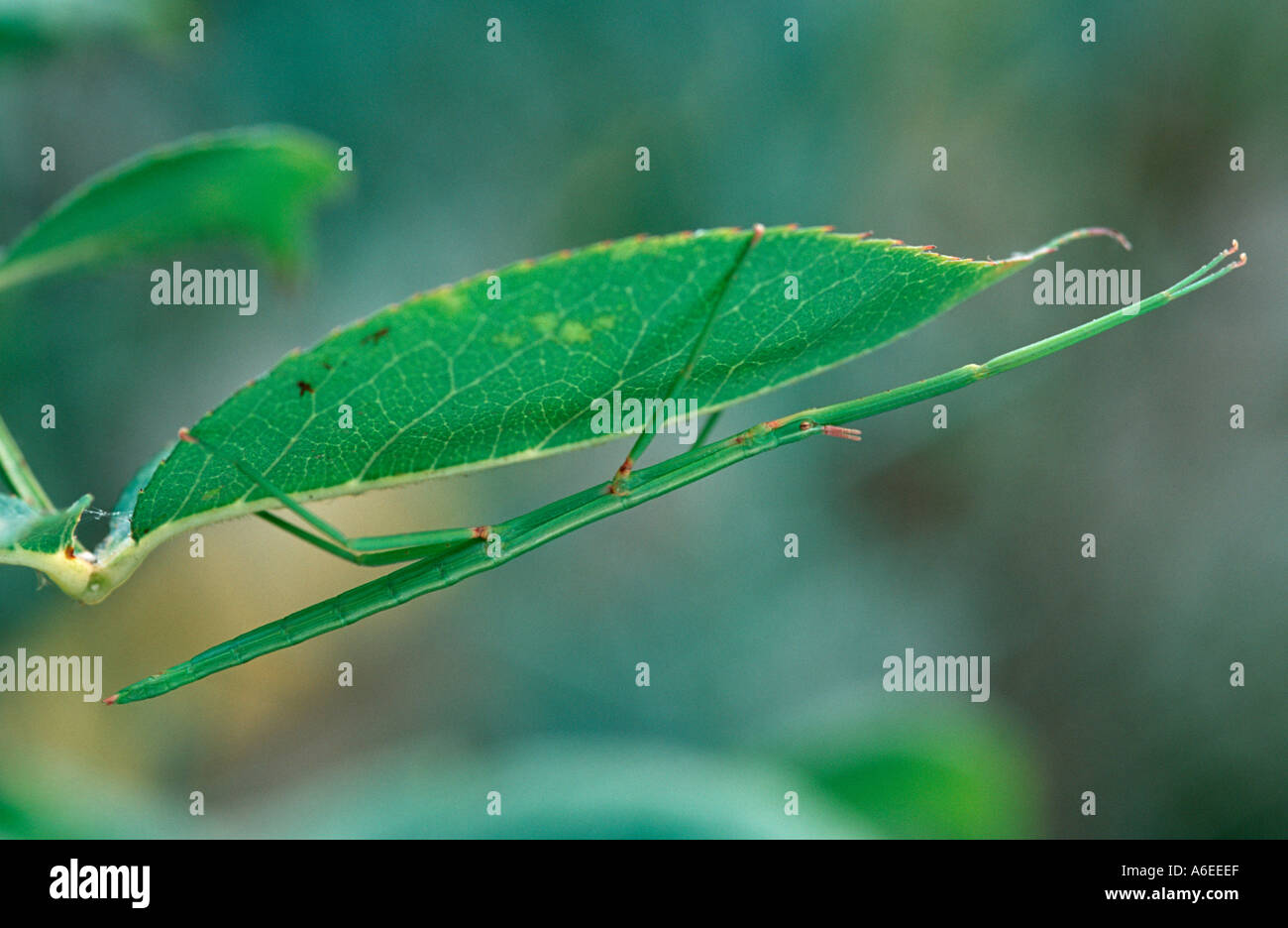 Clonopsis gallica stick insect Phasmida Phyllidae Stock Photo Alamy