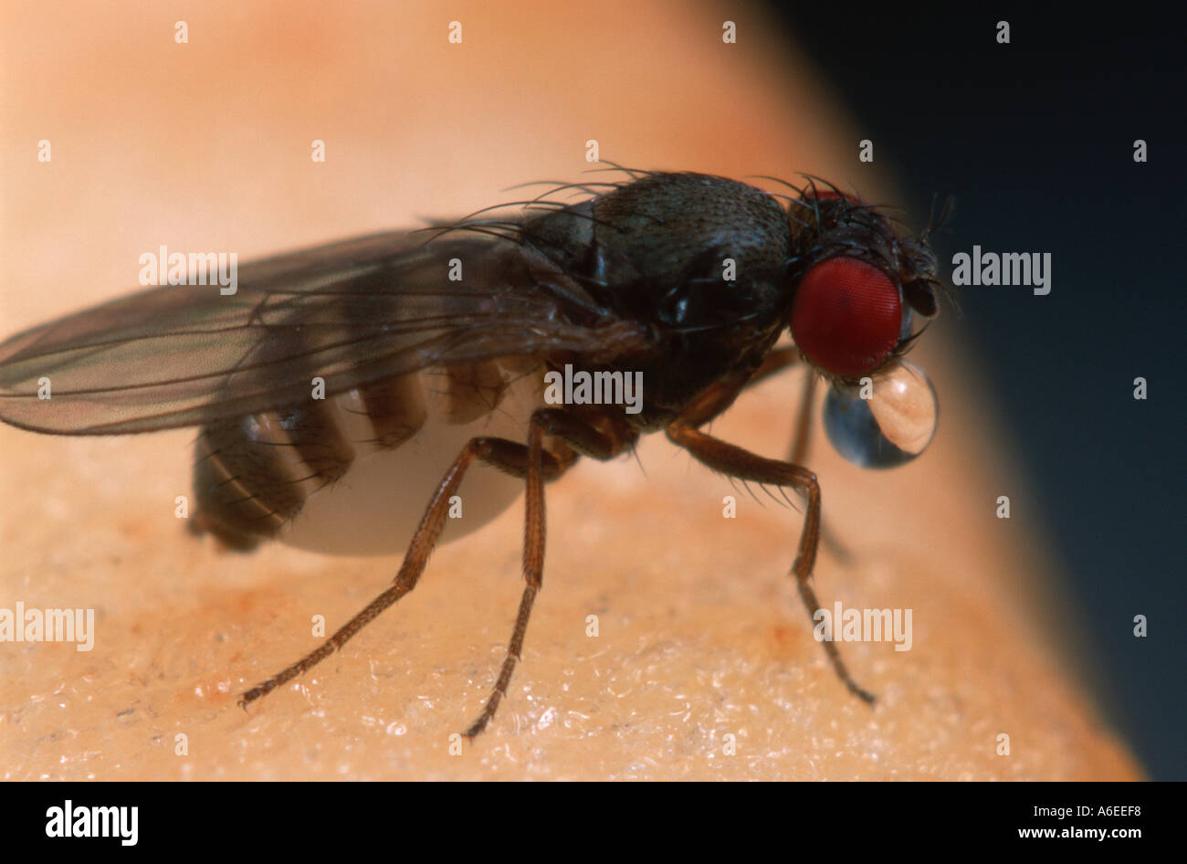 Drosophila chromosome hi-res stock photography and images - Alamy