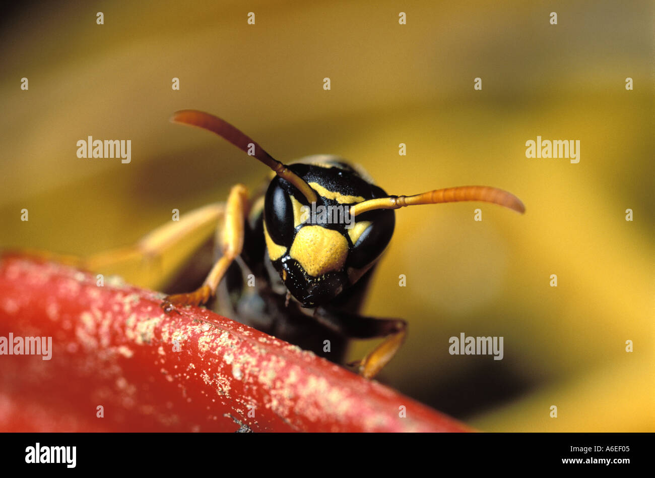 Polistes gallicus yellow jacket paper wasp portrait Stock Photo