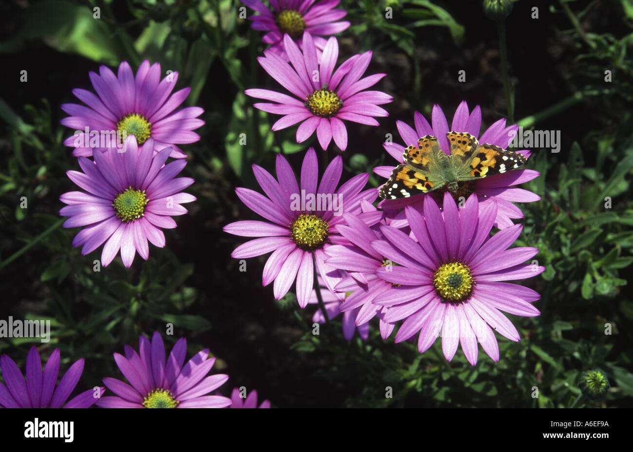 Osteospermum jucundum with Painted Lady Butterfly Stock Photo