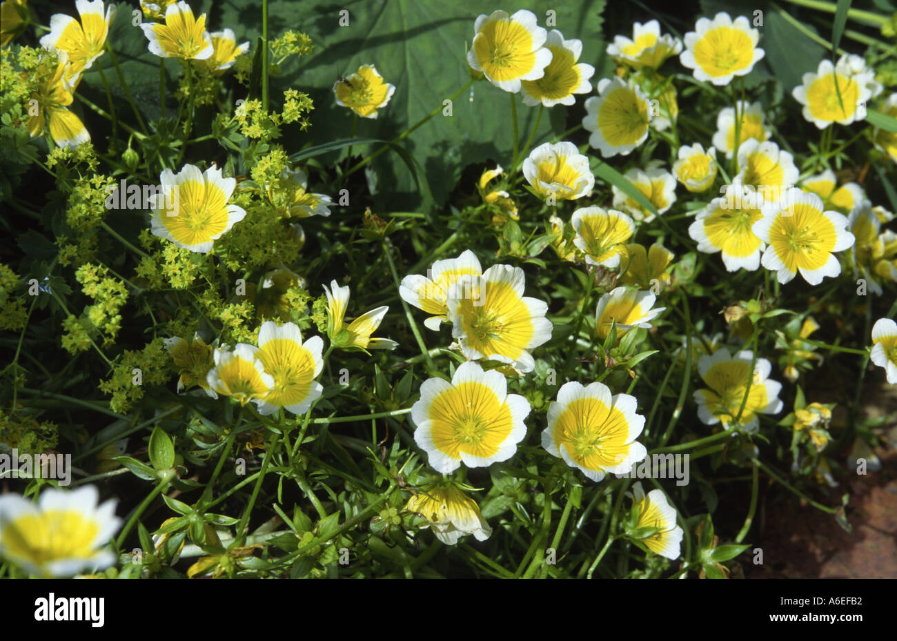 Water Plant Seeds 50 (Limnanthes Douglasii) - RHS Award Winner, Annual  Flowers Poached Egg Plant Seeds