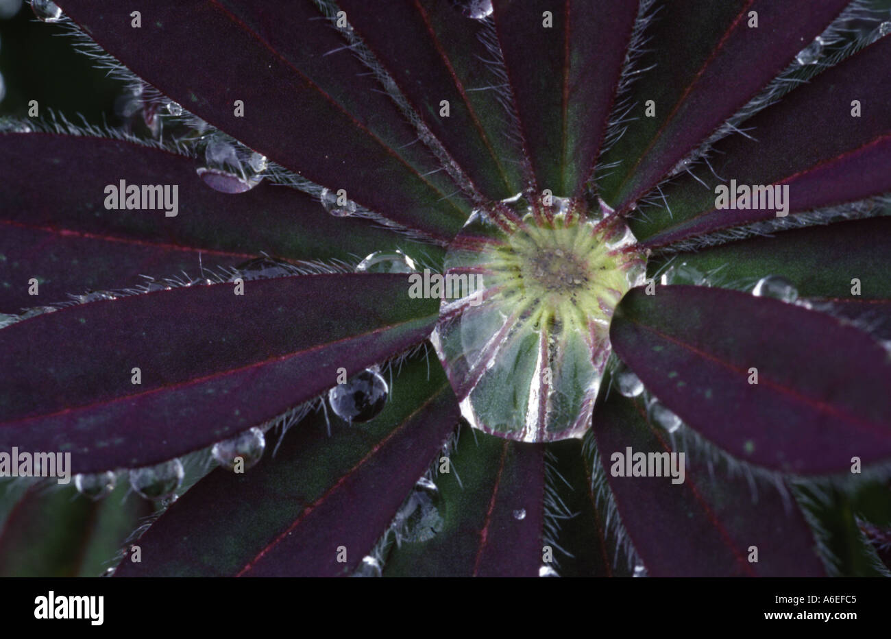 Leaves of Lupin with raindrops Stock Photo