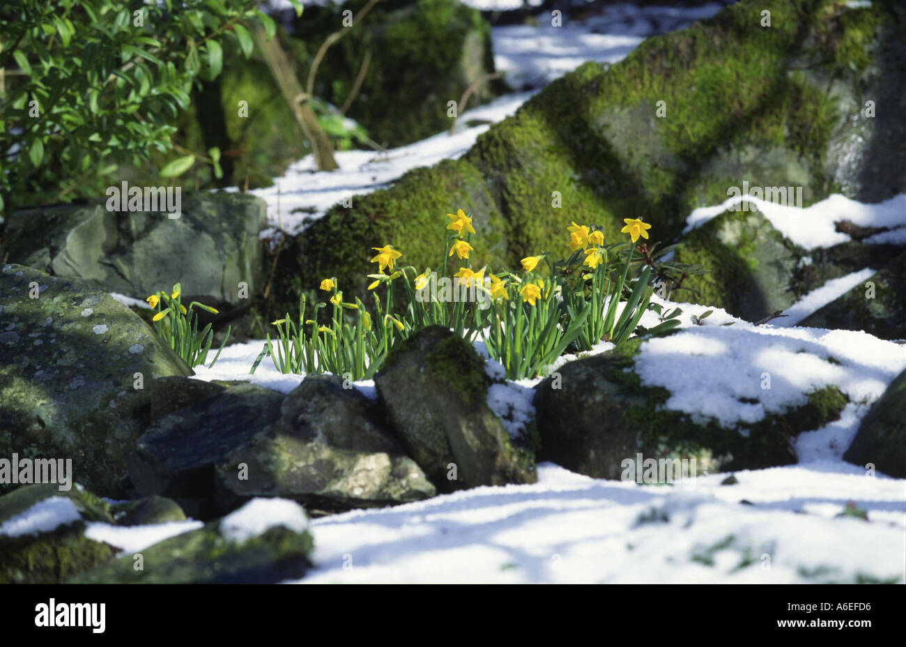 Daffodils naturalised in large rockery Stock Photo