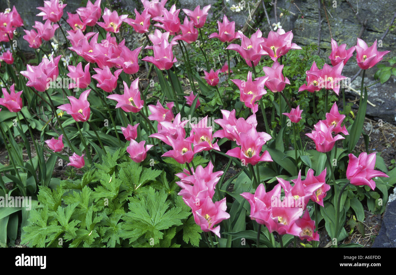Tulip Tulipa China Pink Stock Photo