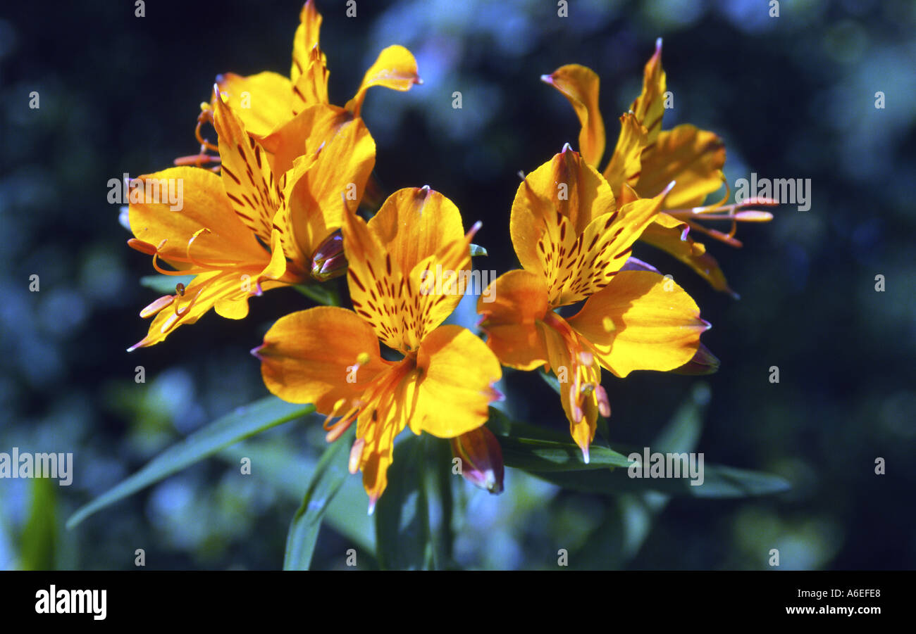Alstroemeria aurea Stock Photo