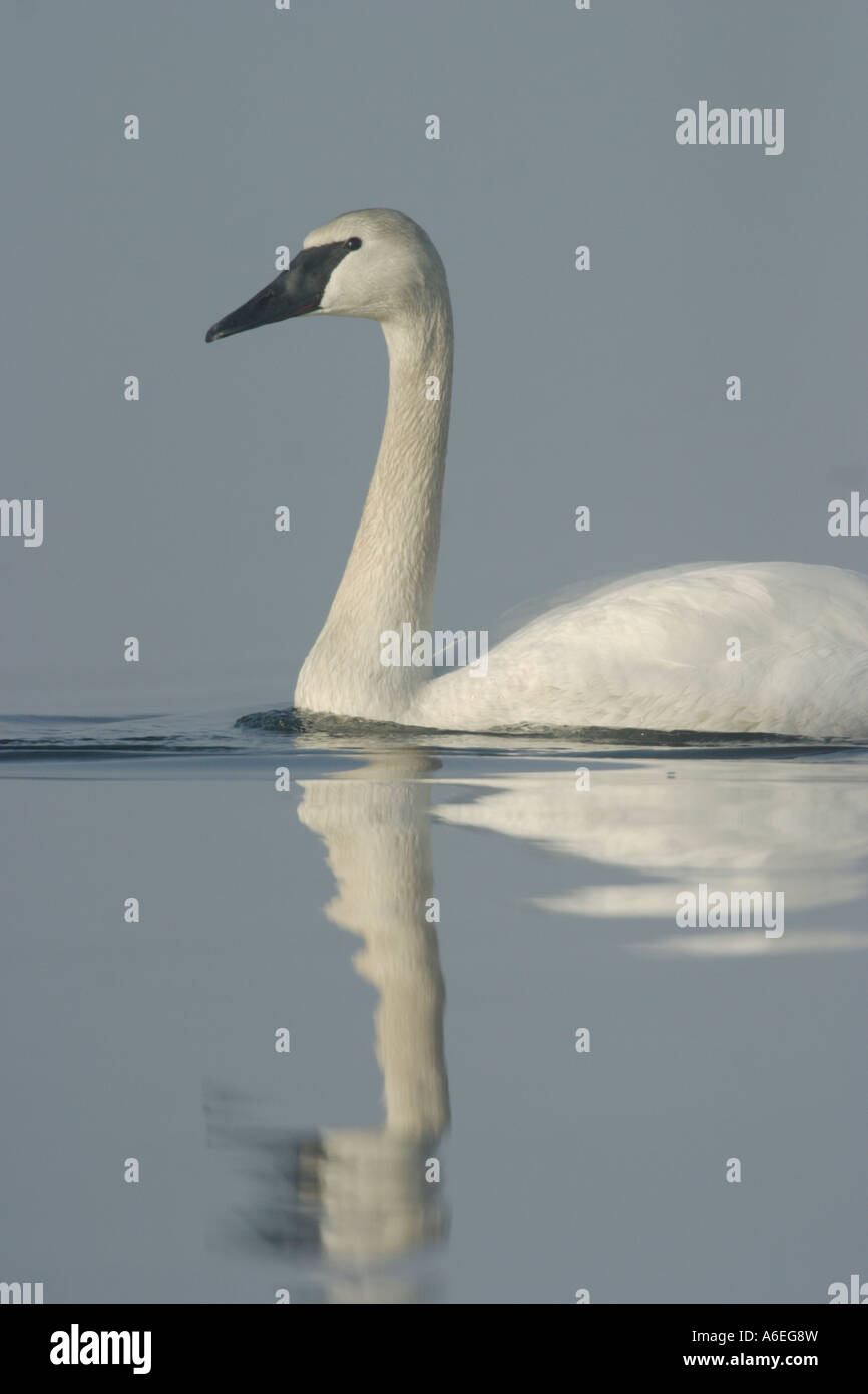 Trumpeter swan cruising on Deep Bay on foggy winter morning Deep Bay British Columbia Canada Stock Photo