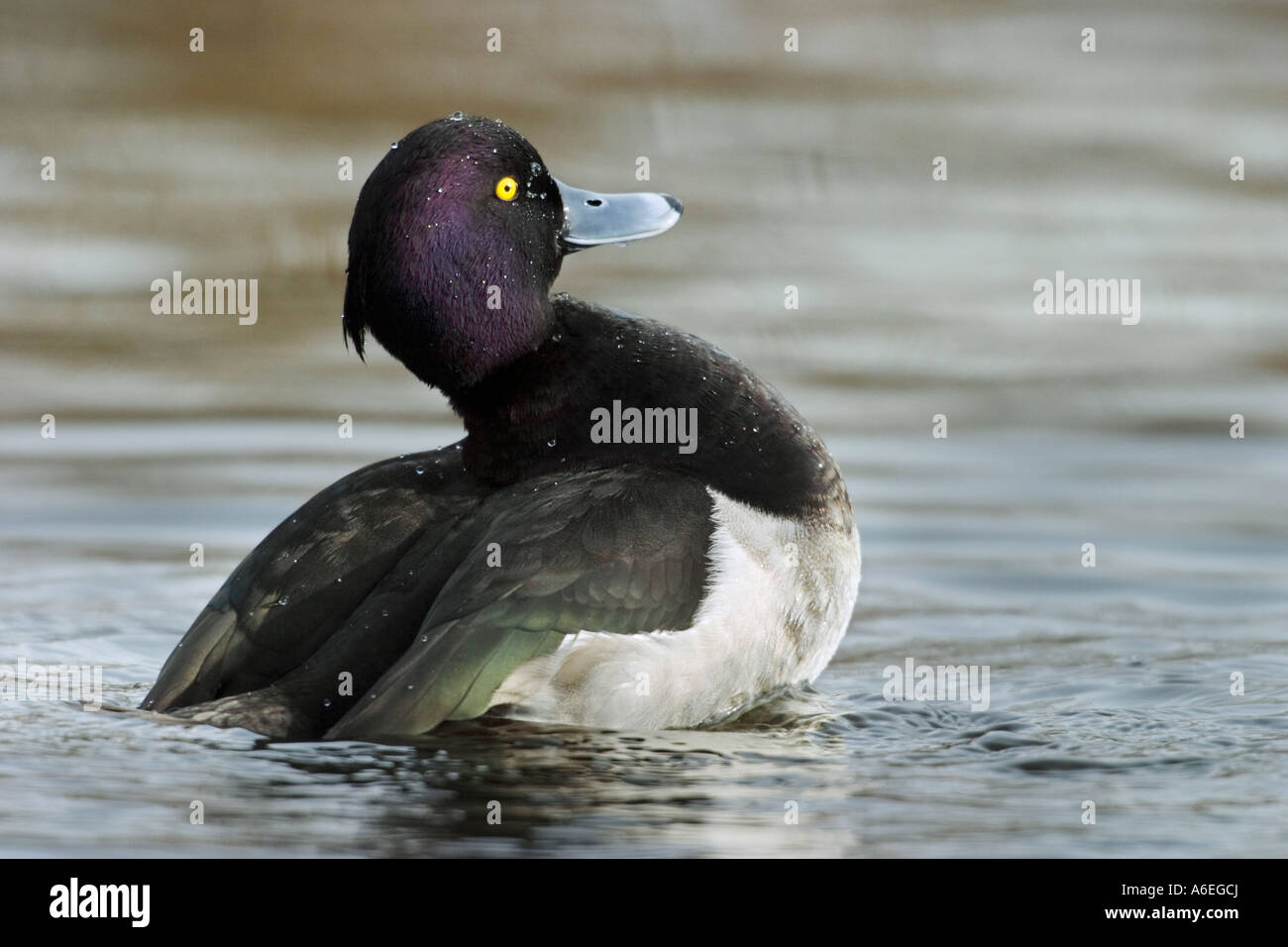 Male tufted duck preparing to flap wings on pond-rare visitor from Old world to Victoria, British Columbia, Canada. Stock Photo