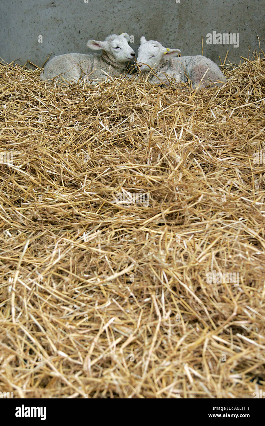 two lambs animal farm domestic Stock Photo Alamy