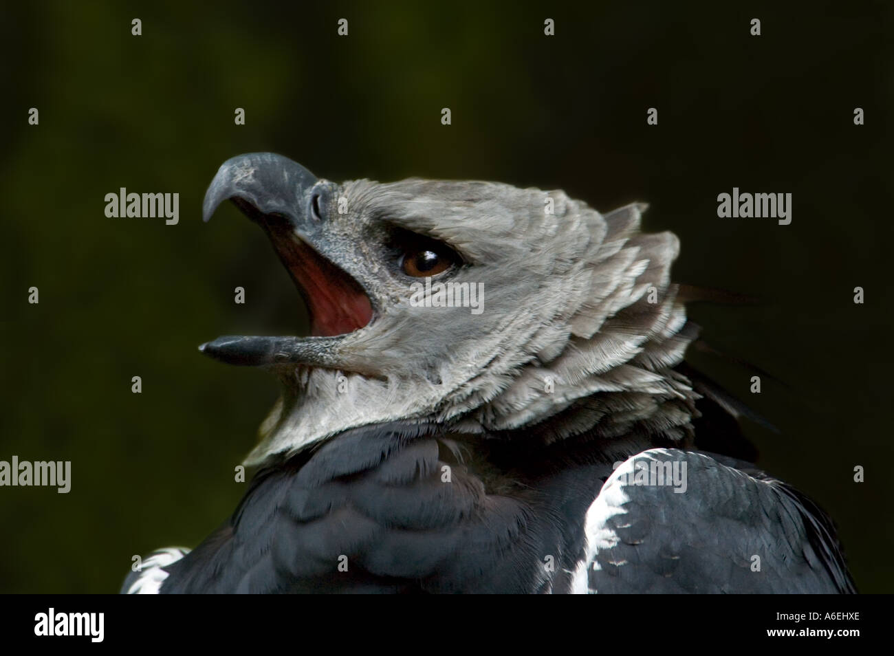 Harpy eagle Harpia harpyja raptor perched on a branch. This large bird of  prey is on the threatened species list Stock Photo - Alamy