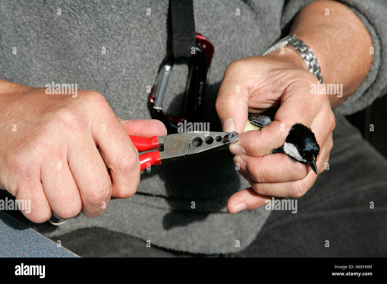 ringing identify number individual ringed bird conservation lightweight