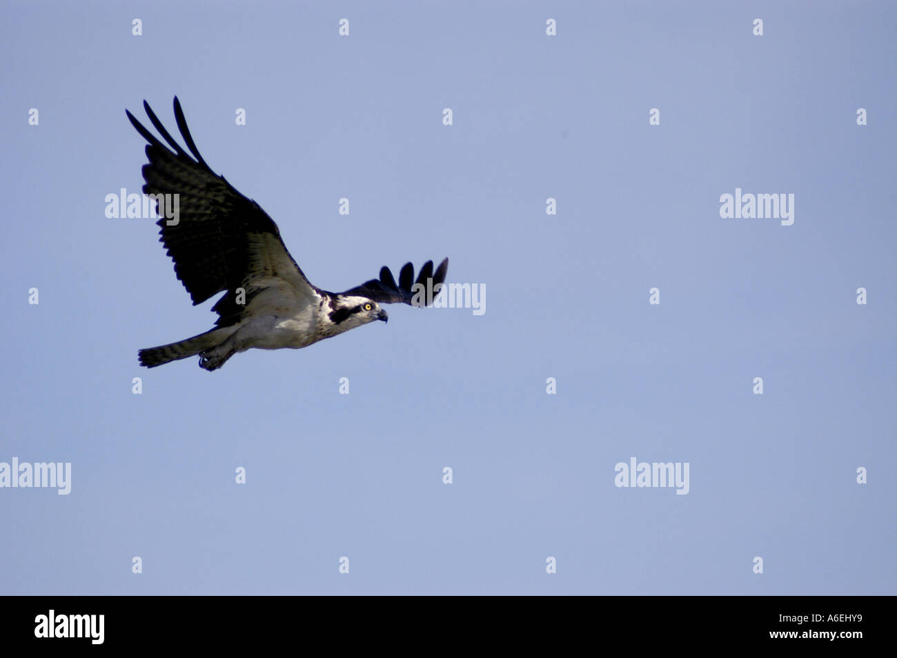 north american osprey fish hawk Stock Photo - Alamy