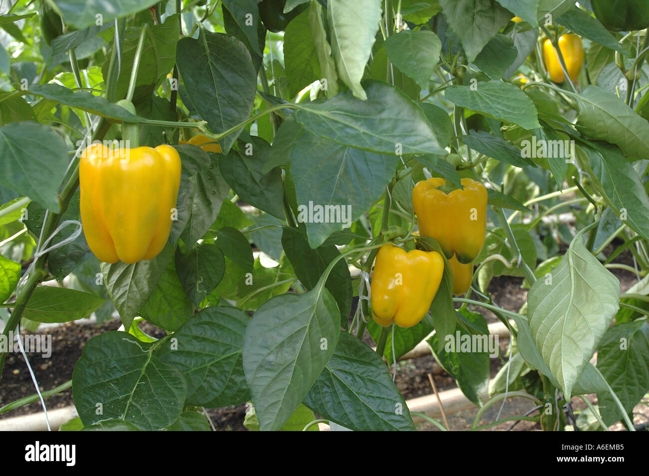 Organic sweet peppers yellow variety ripening in a commercial