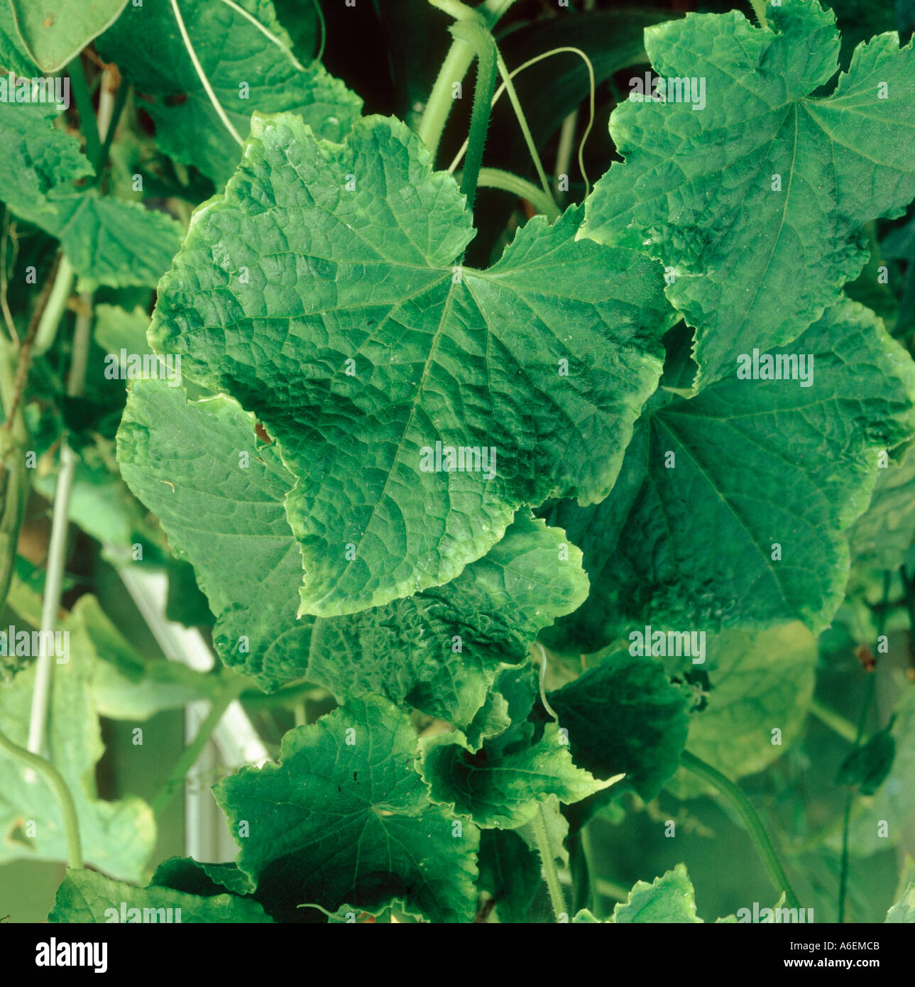 Potassium deficiency marginal leaf chlorosis symptoms on greenhouse