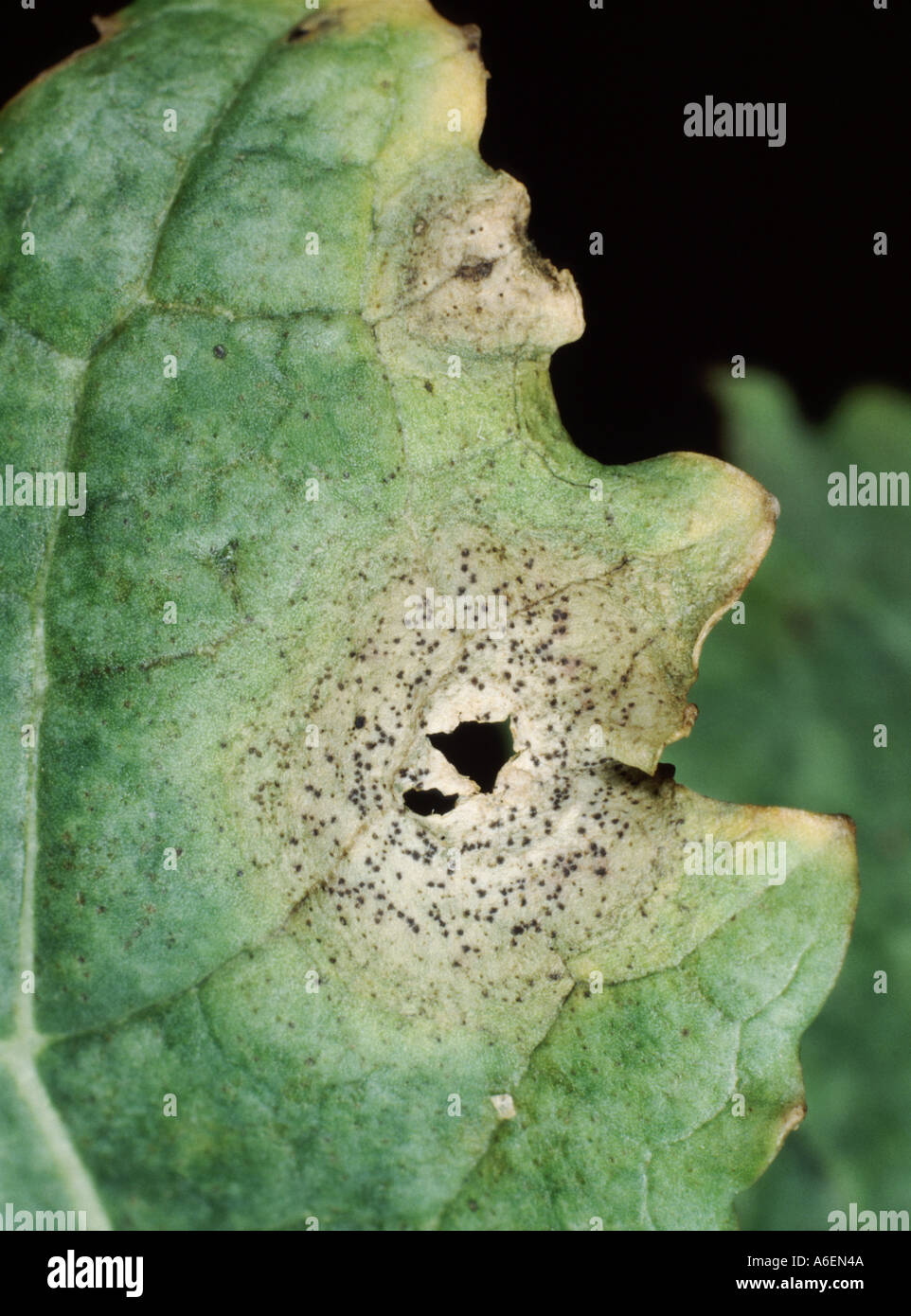 Stem canker lesion (Leptosphaeria maculans) showing pycnidia on Oilseed rape leaf Brassica napus Stock Photo
