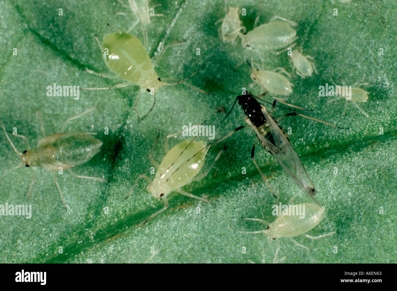 Myzus Persicae Stock Photos & Myzus Persicae Stock Images - Alamy