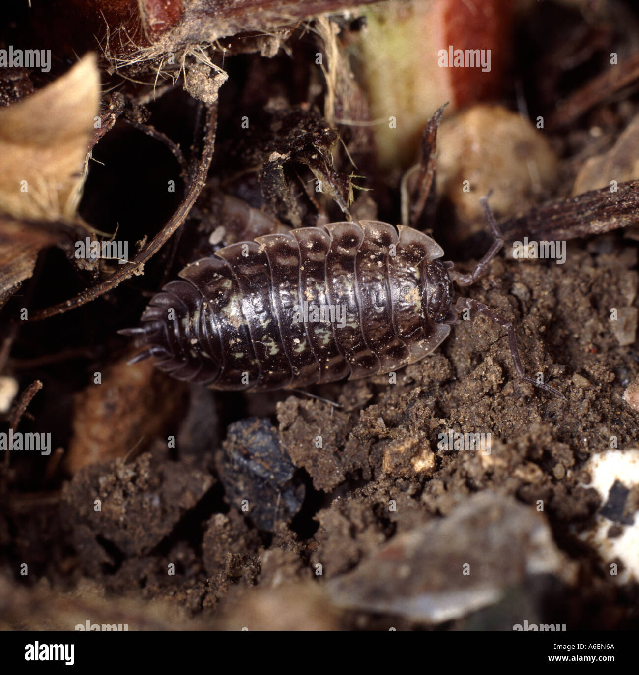 Grey garden woodlouse on plant stems Oniscus asellus Stock Photo