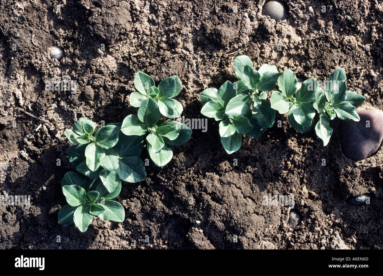Field bean seedlings growing in soil Vicia faba Stock Photo