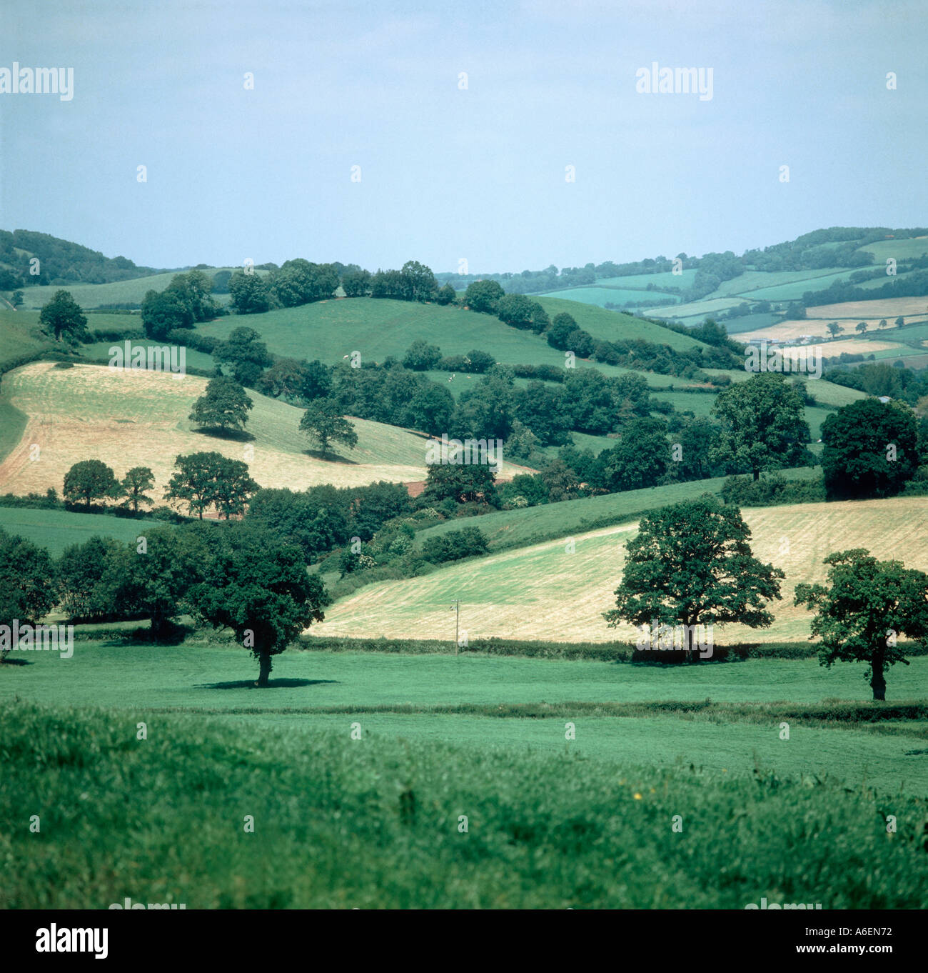 Summer farmland in Devon with cut grass leys pasture trees hedgerows on a fine day Stock Photo