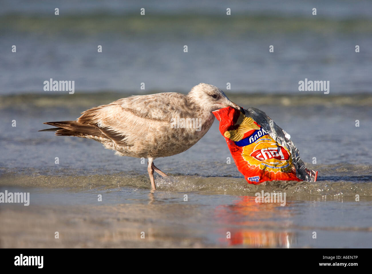 Gull with Lays plastic bag in sea. Stock Photo