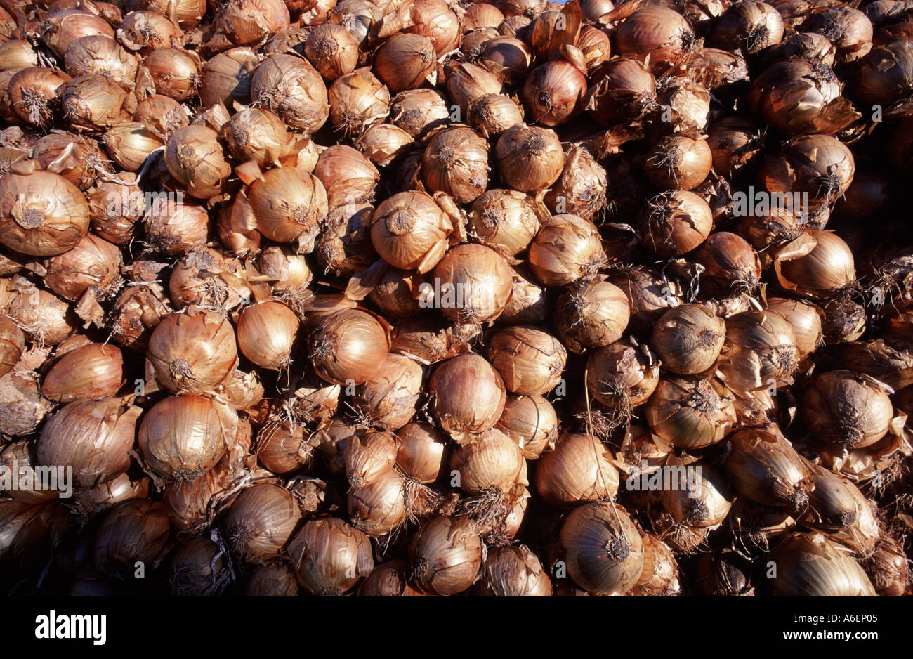 Large pile of onions for storage through winter Stock Photo Alamy