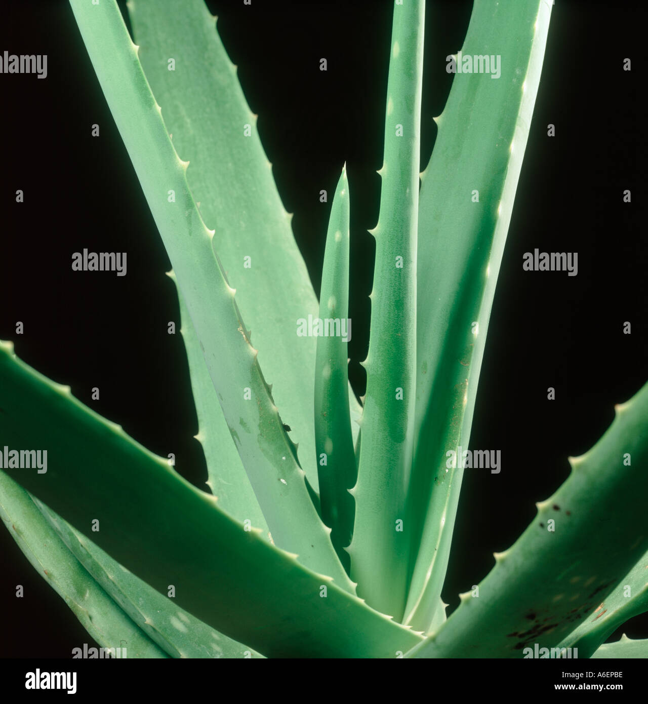 Aloe vera plant leaves Stock Photo Alamy