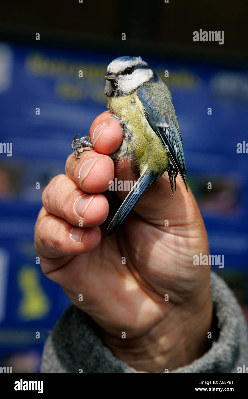 ringing identify number individual ringed bird conservation lightweight