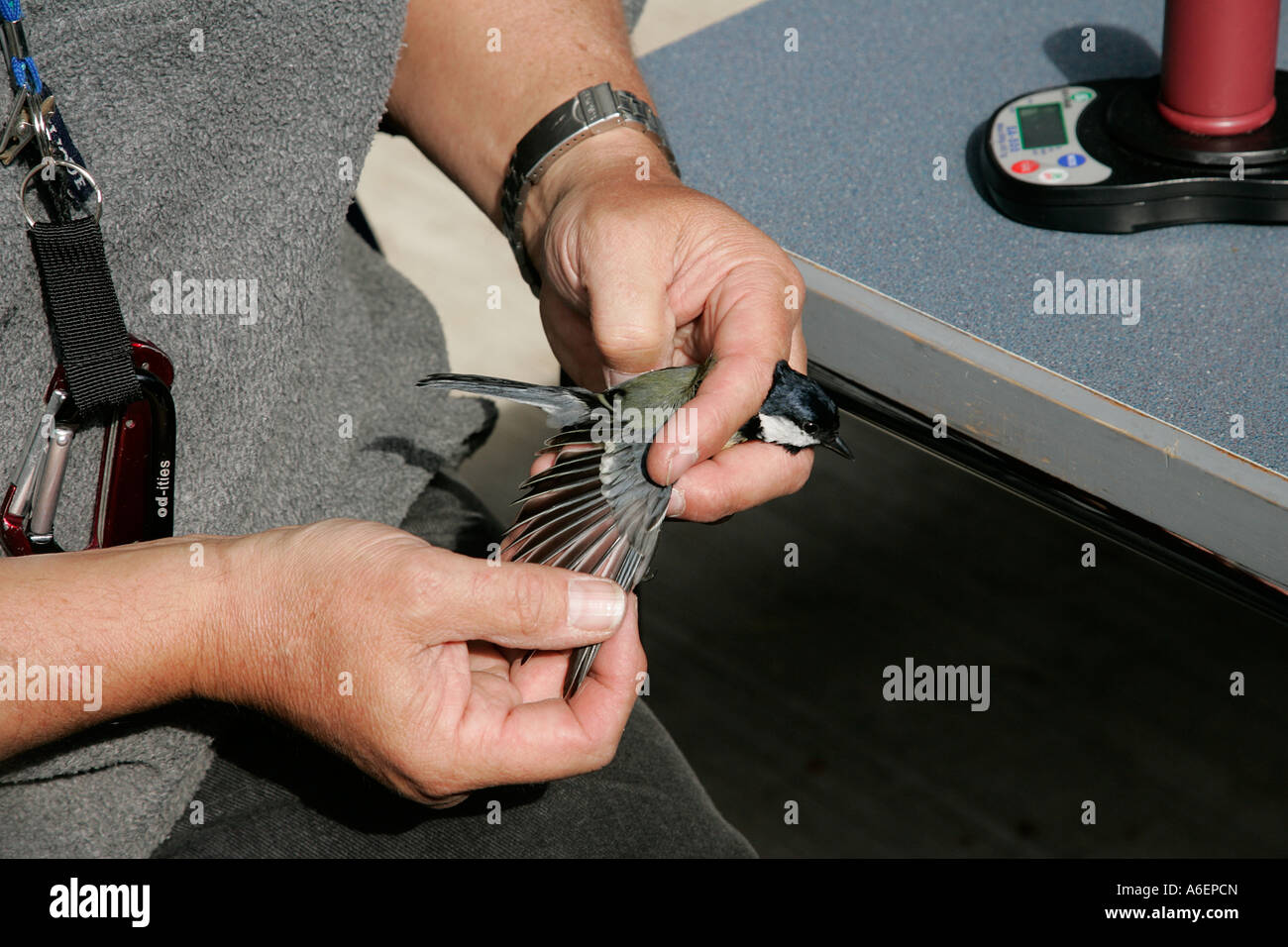 ringing identify number individual ringed bird conservation lightweight