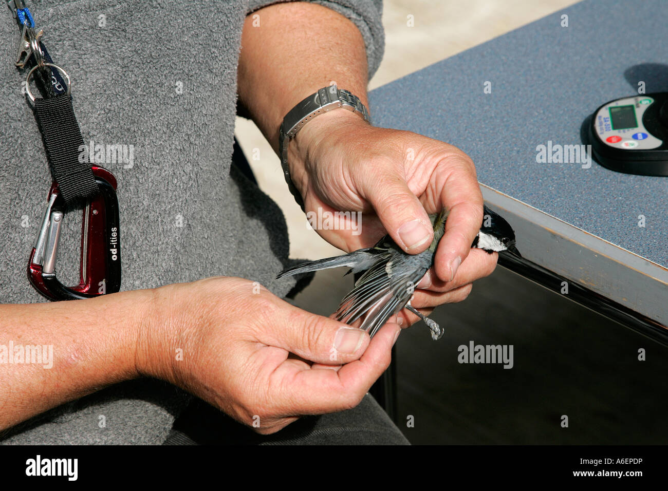 ringing identify number individual ringed bird conservation lightweight