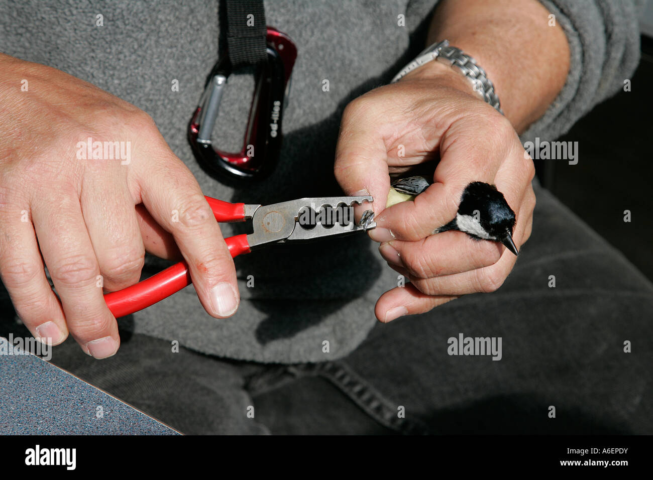 ringing identify number individual ringed bird conservation lightweight