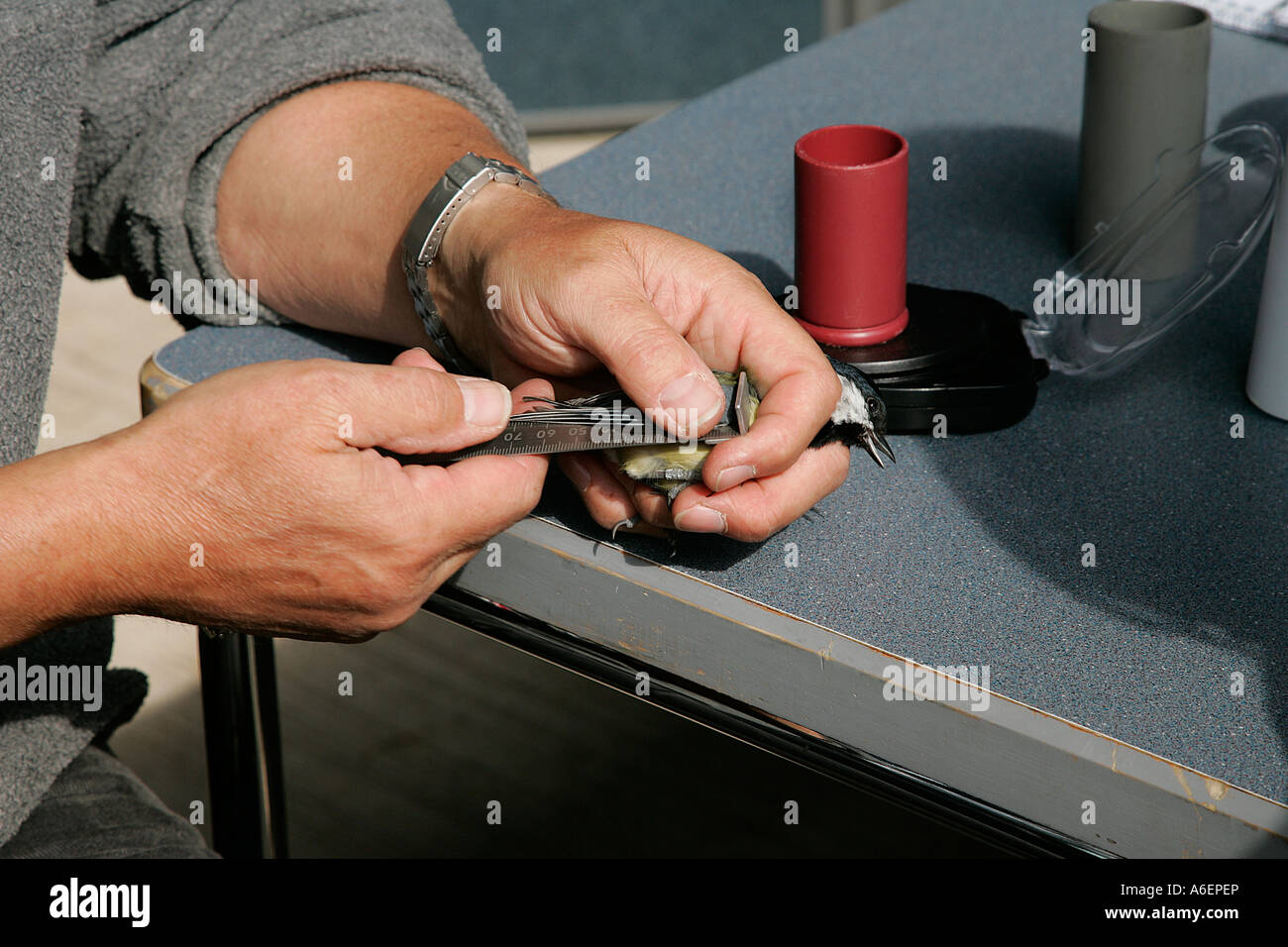 ringing identify number individual ringed bird conservation lightweight