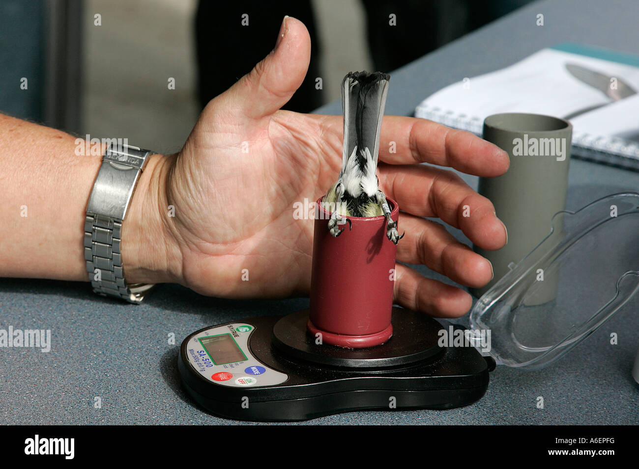 ringing identify number individual ringed bird conservation lightweight