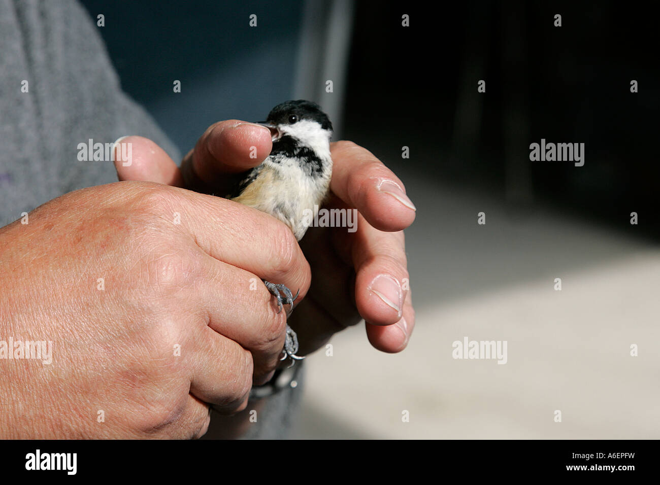 ringing identify number individual ringed bird conservation lightweight