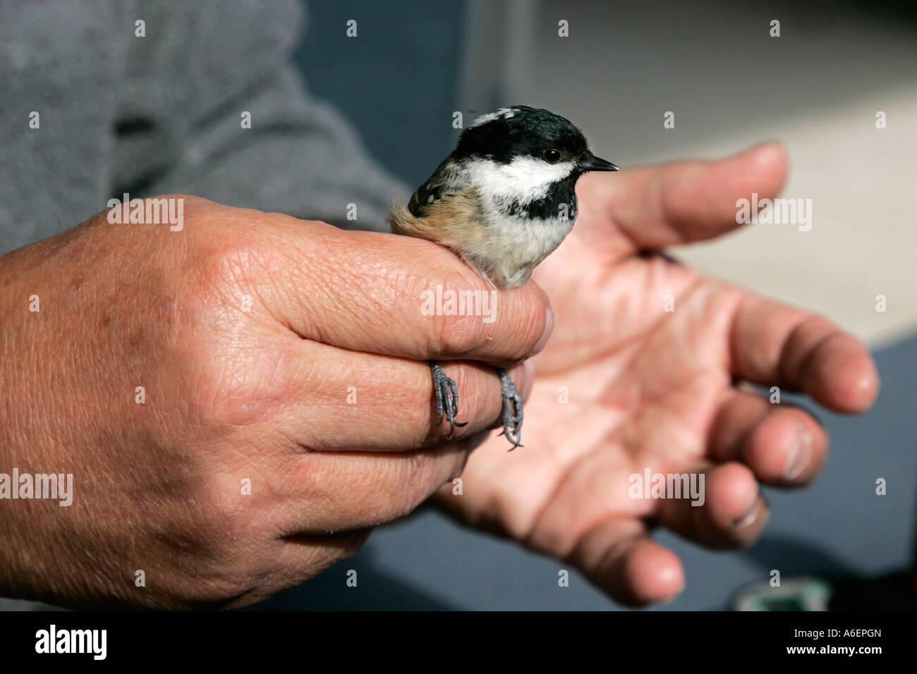 ringing identify number individual ringed bird conservation lightweight