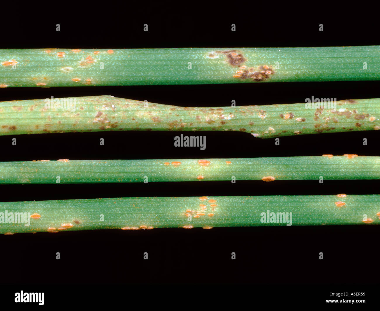 Onion rust Puccinia allii on chives leaves Stock Photo