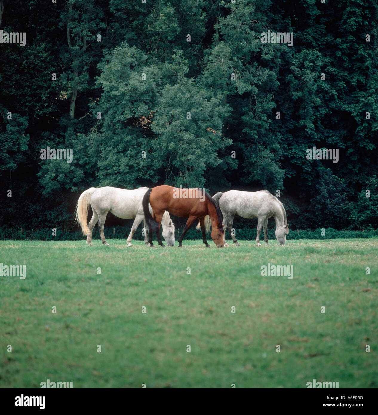 Three horses two grey mares and a bay at grass Berkshire England Stock Photo