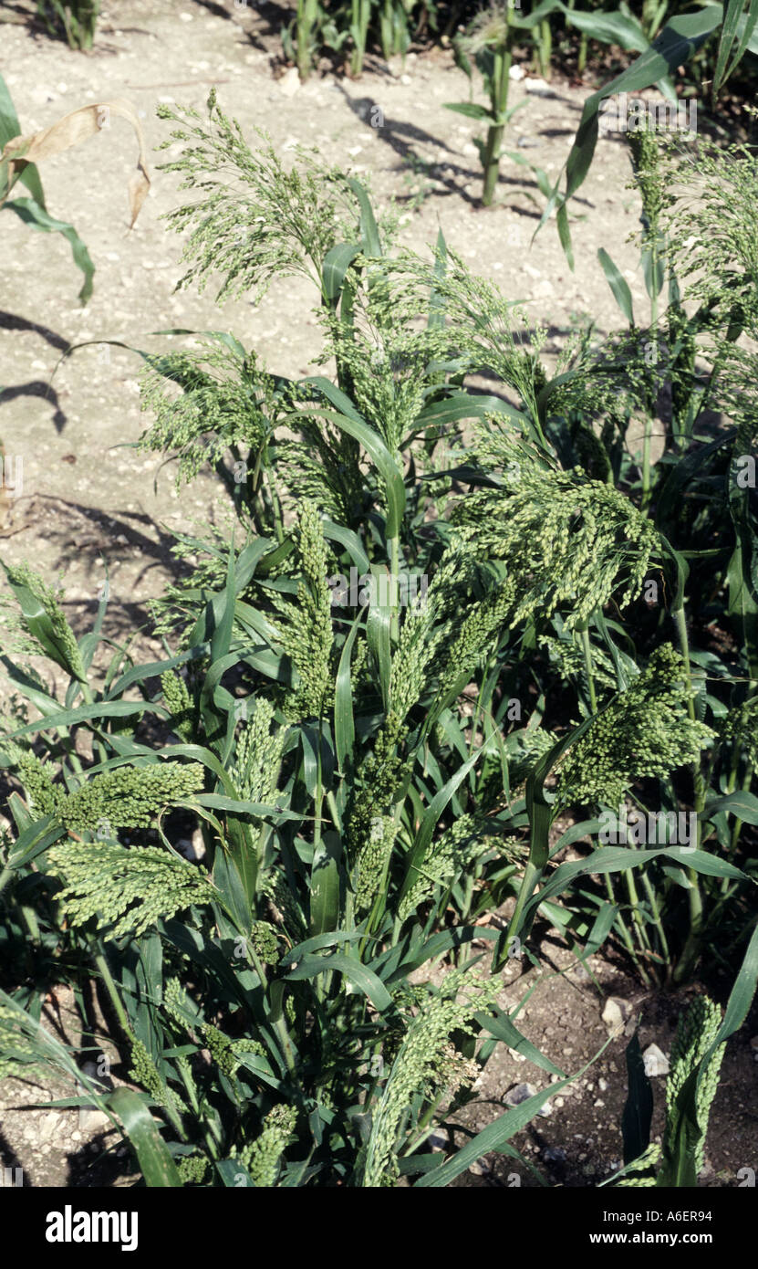 Millet grass seedlng in game crop Panicum miliaceum Stock Photo
