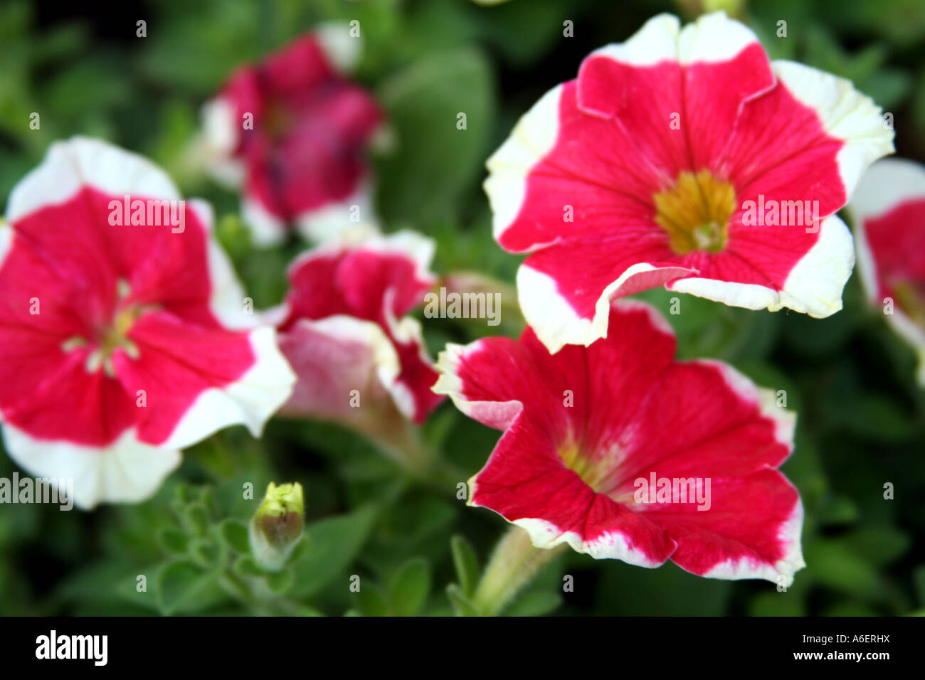 Red flowers with white edges Stock Photo Alamy