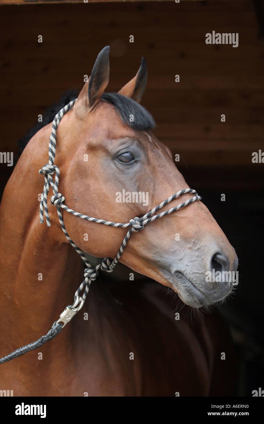 Portrait of the horse Stock Photo