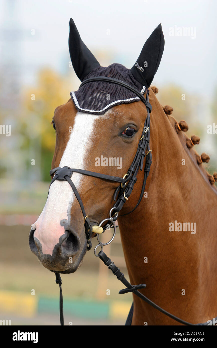 Portrait of the horse Stock Photo
