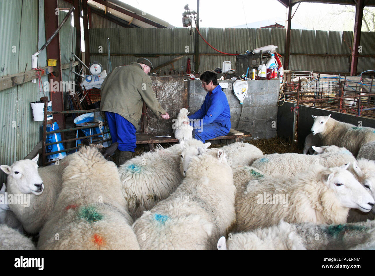 Spring lambs getting health checks and identification brand markings. Flock of sheep. Farm in Wales.   UK. Barn interior. Stock Photo