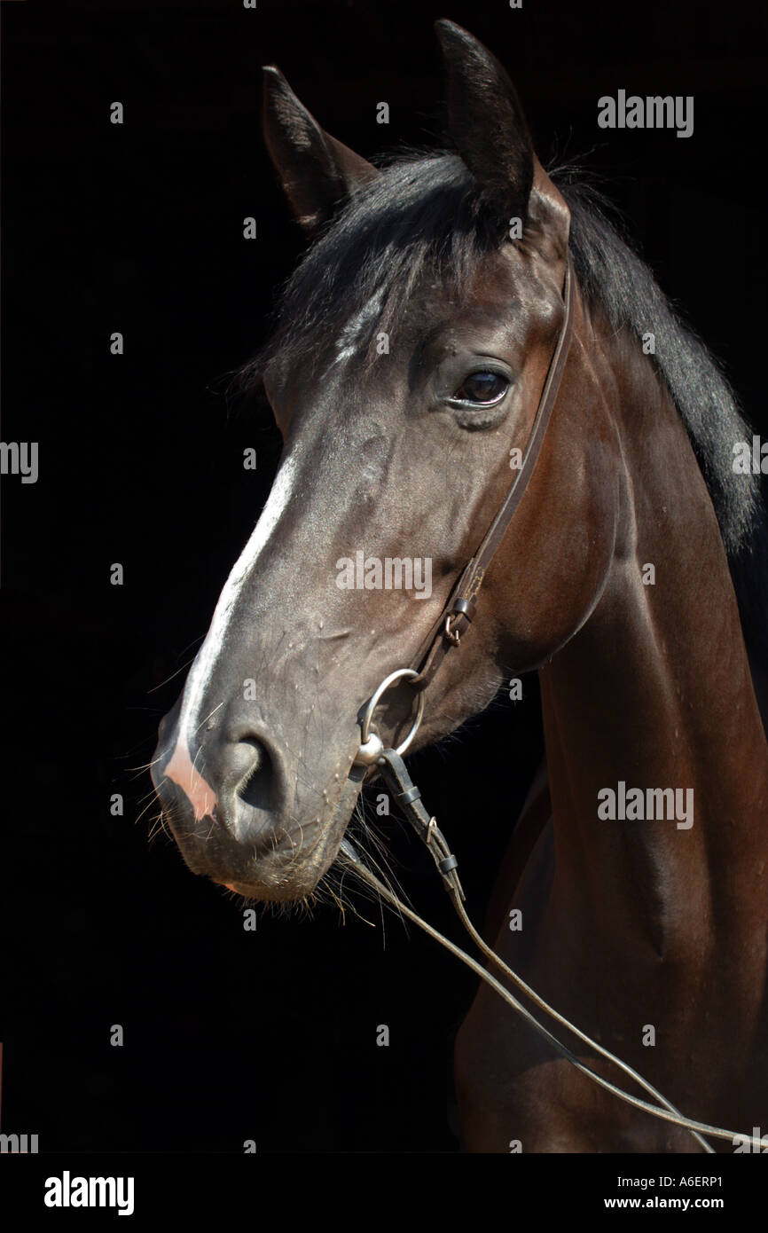 Portrait of the thoroughbred horse Stock Photo